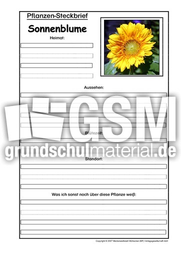 Pflanzensteckbrief-Sonnenblume.pdf